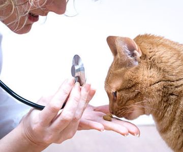 Clínica Veterinaria Cairasco gato