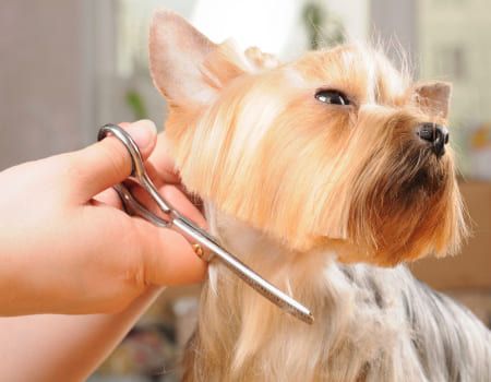 Clínica Veterinaria Cairasco perro recibiendo corte de pelo